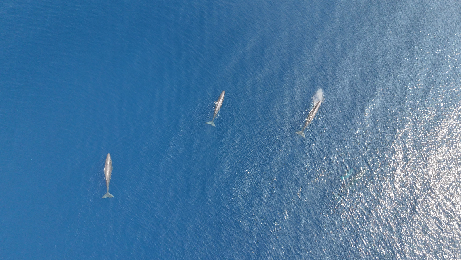 Whale Watching Andaman