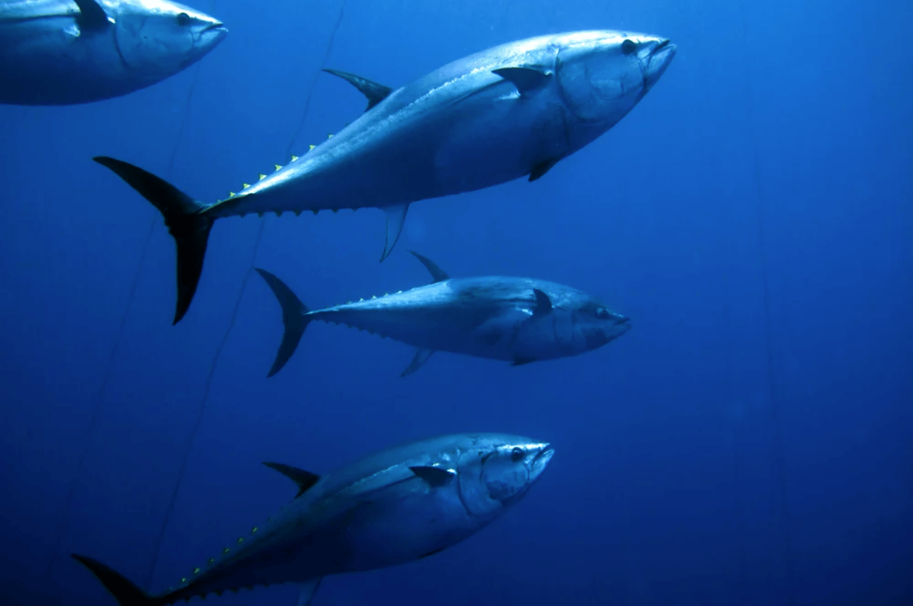 Best Time for Game Fishing in the Andaman Islands