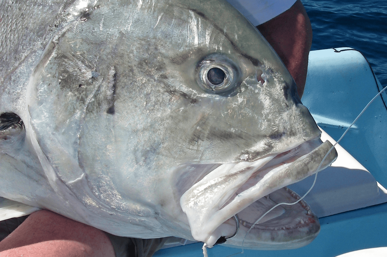Andaman vs. Maldives vs. Oman: Where is the Best GT Fishing in the World?